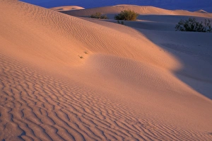 Images Dated 14th June 2005: North America, USA, Califorinia, Death Valley National Park, Mesquite Flats sand