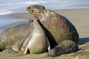North America, USA, California, Piedras Blancas. Northern Elephant Seal bull cow and pup