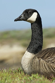 Images Dated 1st May 2010: North America, USA, California, Point Lobos. Canada Goose