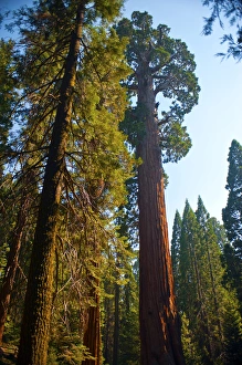 Images Dated 1st August 2014: North America, USA, California