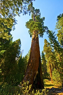North America, USA, California, Sequoia Kings Canyon National Parks Grant Grove, General Grant Tree