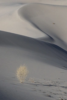 Images Dated 12th March 2015: North America, USA, California, Death Valley National Park. Sunset shadow on dunes