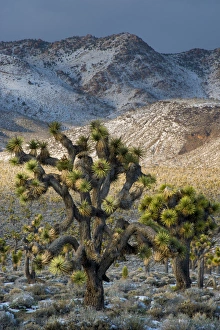 Images Dated 23rd February 2015: North America, USA, California, Death Valley National Park. Joshua Trees in the Snow