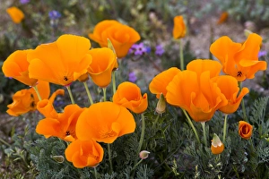 Images Dated 9th March 2015: North America, USA, California. California Poppies (Eschscholzia californica), Owls Clover