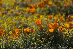 North America, USA, California. California Poppies (Eschscholzia californica) and Goldfields