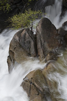 Images Dated 8th May 2013: North America, USA, California, Yosemite National Park. Spring run-off with lone tree