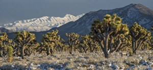 Images Dated 23rd February 2015: North America, USA, California, Death Valley National Park. Joshua Trees in the Snow
