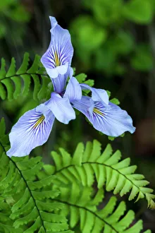 North America, USA, California. Douglas Iris (Iris douglasiana), Redwood national Park, CA