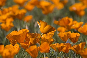 Images Dated 8th March 2015: North America, USA, California. California Poppies (Eschscholzia californica), blooming