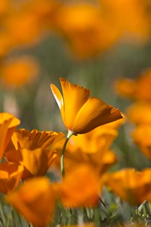 Images Dated 8th March 2015: North America, USA, California. Detail of California Poppy (Eschscholzia californica)