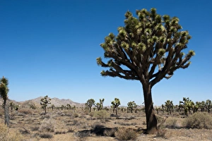 Images Dated 5th August 2014: North America, USA, California, Joshua Tree National Park, Single Joshua, andForest