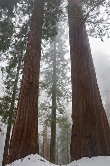 Images Dated 3rd April 2010: North America, USA, California. Foggy morning and spring snow under giant sequoia