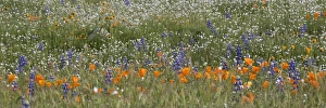 North America, USA, California. California Poppy (Eschscholzia californica) and lupine
