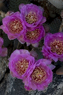 North America, USA, California. Blooming beavertail pricklypear (Opuntia basilaris)