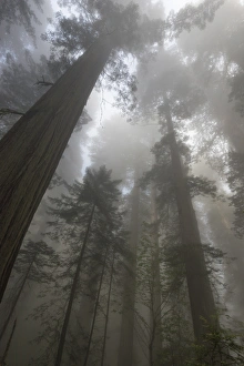 North America, USA, California. Sunlight through the early morning mist in the redwood forest