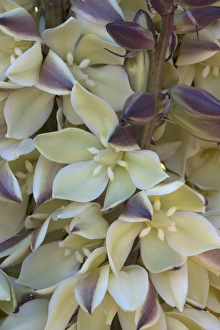 Images Dated 17th March 2016: North America, USA, California. Detail of mojave yucca (Yucca schidigera) blossoms
