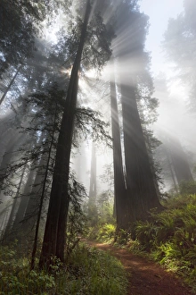 North America, USA, California. Sunlight streaming through the early morning mist