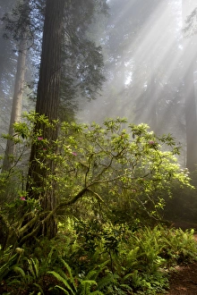North America, USA, California. Sunlight streaming through the early morning mist on Rhododendron