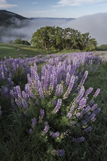 North America, USA, California. View from Bald Hills Road: oak trees, lupine, green hills and fog