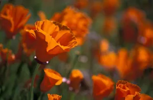 North America, USA, California, Antelope Valley, California Poppies