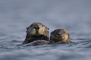 Images Dated 3rd January 2009: North America, USA, California, Elkhorn Slough. Sea Otter with pup