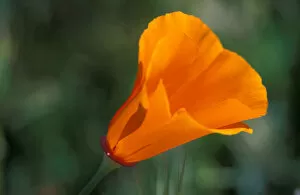Images Dated 14th June 2005: North America, USA, California, Antelope Valley, California Poppy