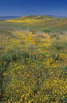 Images Dated 14th June 2005: North America, USA, California, Antelope Valley, California Poppies and Goldfields
