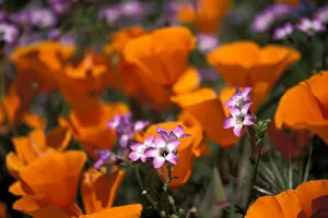 Images Dated 14th June 2005: North America, USA, California, Antelope Valley, California Poppies and Davy Gilia
