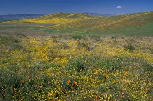Images Dated 14th June 2005: North America, USA, California, Antelope Valley, California Poppies and Goldfields