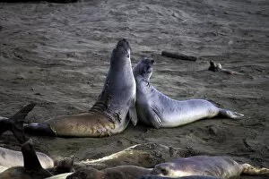 Images Dated 30th August 2007: North America, USA, California, Big Sur Coast. Northern Elephant Seals (Mirounga
