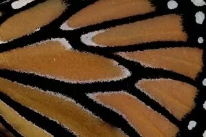 Images Dated 30th August 2007: North America, USA, California. Monarch Butterfly (Danaus plexippus)