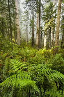 Images Dated 27th May 2011: North America; USA; California; Redwoods National Park; Redwood Trees in Morning