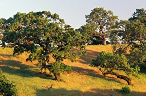 Images Dated 11th February 2005: North America, USA, California, Sonoma county