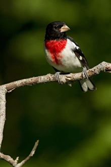 Central Pennsylvania Prints: North America, USA, Centeral Pennsylvania, Hoot Hollow, Rose-breasted Grosbeak