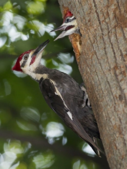 Images Dated 8th June 2011: North America, USA, Central Pennsylvania Pileated Woodpecker, Dryocopus pileatus