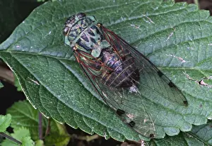 Images Dated 20th January 2014: North America, USA. A Cicada, a true bug and a member of the family cicadidae. Species