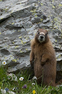 Images Dated 19th July 2013: North America, USA, Colorado, American Basin, Yellow-bellied marmot (Marmota flaviventris)