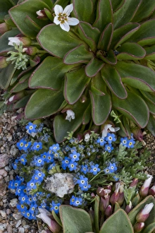 Images Dated 24th July 2014: North America, USA, Colorado, American Basin, Alpine Spring Beauty (Claytonia megarhiza)