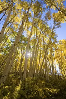 Warm Color Prints: North America, USA, Colorado, Autumn Aspens Along the Last Dollar Road