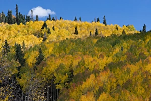 Images Dated 3rd October 2015: North America, USA, Colorado. Autumn yellow aspen, mountains, and clouds, Uncompahgre