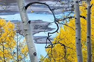 North America, USA, Colorado. Bright yellow autumn leaves on aspen and turquoise