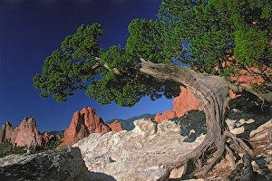 North America, USA, Colorado, Colorado Springs, Garden of the Gods. Tree with colorful