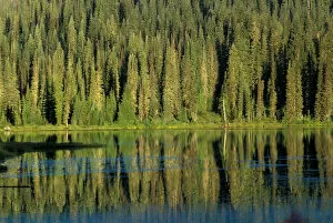 North America, USA, Colorado, Fir forest reflection