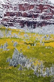 Images Dated 23rd September 2006: North America, USA, Colorado, First Snow over the Red Cliffs and Aspens of Redstone