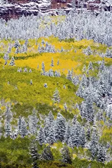 Images Dated 23rd September 2006: North America, USA, Colorado, First Snow over the Red Cliffs and Aspens of Redstone