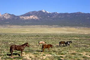 North America, USA, Colorado. Horses grazing on rangeland near Cortez