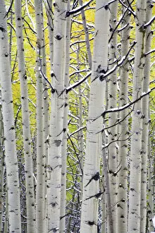 Images Dated 23rd September 2006: North America, USA, Colorado, Kebler Pass, Snow covered Aspens with Autumn Color