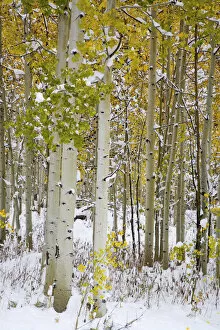 Images Dated 23rd September 2006: North America, USA, Colorado, Maroon Bells, Snow covered Aspens with Autumn Color