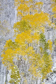 Images Dated 23rd September 2006: North America, USA, Colorado, Maroon Bells, Snow covered Aspens with Autumn Color