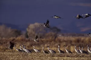 North America; USA, Colorado, Monte Vista National Wildlife Refuge. Sandhill cranes